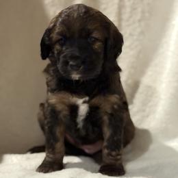 Airedale Terrier, Bernedoodle, and Bernese Mountain Dog Puppies from Beitzel Babies