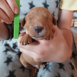 Green - Dark golden male Golden Retriever puppy in Lanesboro, Minnesota from Eagle Ridge Golden Retrievers