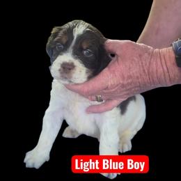 Light Collar Boy - Tri-Roan male English Springer Spaniel puppy in Henagar, Alabama from Windy Oak Kennels