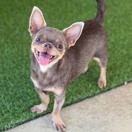 Minnie - Chihuahua