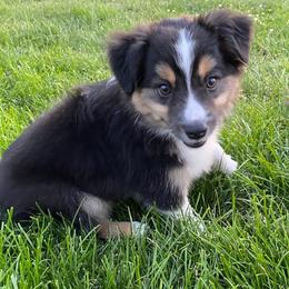 Triumph - Black tri female Miniature Australian Shepherd puppy in Marysville, Washington from Garay Mini Aussies