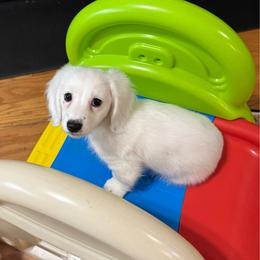 Girl one - Piebald female Dachshund puppy in Lakeland, Florida from Ruthie’s Rich Mini Dachshunds