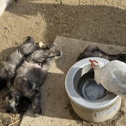 Aussiedoodle and Sarplaninac Puppies from Pesky Redneck Mini Ranch