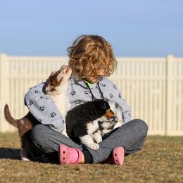 Australian Shepherd, Miniature American Shepherd, and Miniature Australian Shepherd Puppies from Painted Blue Aussies