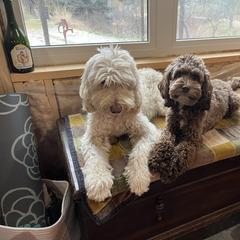 Australian Cobberdog All Grown Up from MountainAyres Australian Cobberdogs