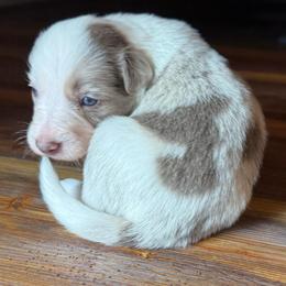 Tanner boy - Lilac merle male Border Collie puppy in Fairview, Tennessee from Hoffman Forest Acres LLC