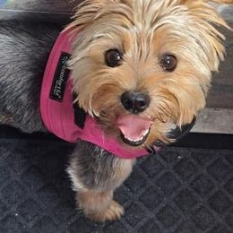 Nova - Yorkshire Terrier