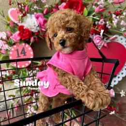 Bernedoodle, Cavalier King Charles Spaniel, Cavapoo, Goldendoodle, and Poodle Puppies from Gypsi Doodles & Poodles LLC.