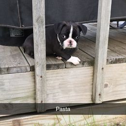 Pasta - Black and white male Boston Terrier puppy in Henning, Minnesota from Lucht-Tee Acres Bostons
