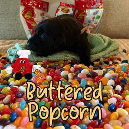 Buttered Popcorn - Black male Labrador Retriever puppy in Water Valley, Mississippi from Three Lakes Labs & WHDs