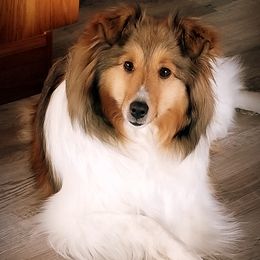 Annie - Shetland Sheepdog