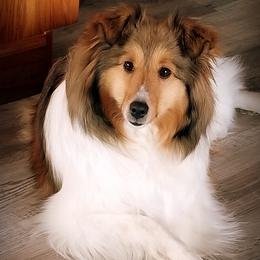 Annie - Shetland Sheepdog