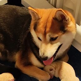 Raya - Shiba Inu