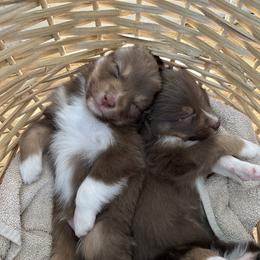 Miniature Australian Shepherd Puppies from Windy River Mini Aussie
