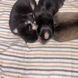 Rocky - Tri-color male Pomsky puppy in Burton, Michigan from Snow Shark Pomskys