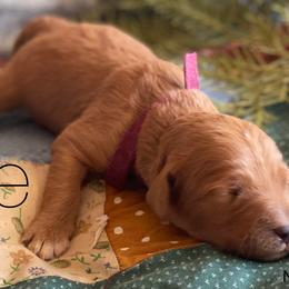 Goldendoodle Puppies from North Star Dog Training
