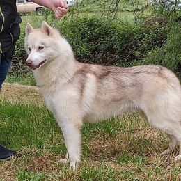 Zant - Siberian Husky
