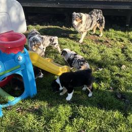 Miniature American Shepherd Puppies from Meadow Run Mini American Shepherds