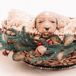 Fleece - Red  male Goldendoodle puppy in Lima, Ohio from Hommel’s Mini Darling Doodles