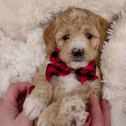 Mr Sweets - Apricot male Goldendoodle puppy in Mayfield, Utah from Ruff Country Doodles