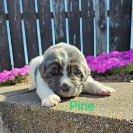 Pine - White and gray Newfoundland puppy in Ohio from Vermillion Newfoundlands