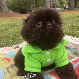 Coffee- Rare chocolate - Chocolate male Shih Tzu puppy in Manteca, California from Beauty's Shih Tzu (California)