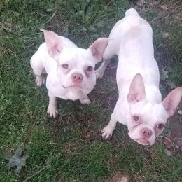 Bebe - Seal and white Boston Terrier puppy in Boston, Massachusetts from Boston Collections