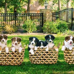 Australian Shepherds from Forevr Farm Australian Shepherds