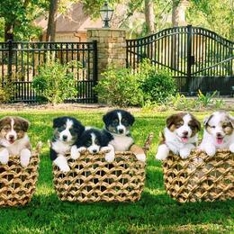 Australian Shepherds from Forevr Farm Australian Shepherds