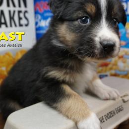 Toast - Black tri-color male Australian Shepherd puppy in Burbank, South Dakota from Dakota Rose Aussies