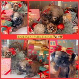 Hennessy - Brindle female Shih Tzu puppy in San Tan Valley, Arizona from Pretty Paws Shih Tzu's