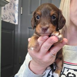 Teddy - Chocolate and tan male Dachshund puppy in Knox City, Missouri from Brittney's Dachshunds