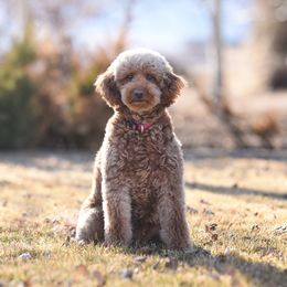 Mazie - Goldendoodle