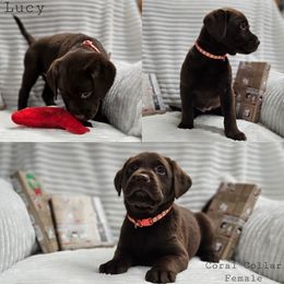 Lucy - Chocolate female Labrador Retriever puppy in Boyd, Minnesota from Lindley Labradors