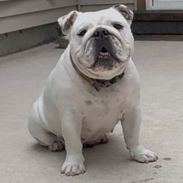 TUNA - Bulldog