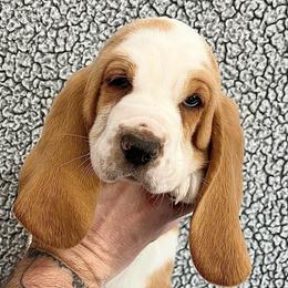 Cadbury (black) - Red and white male Basset Hound puppy in Kingsport, Tennessee from Bear’s Bassets