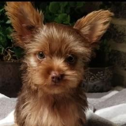 Chester - Chocolate and tan male Yorkshire Terrier puppy in Hot Springs, Arkansas from Kimberly's Lovable Littles