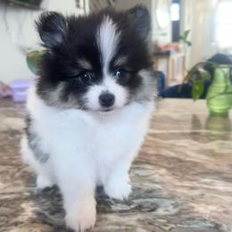 Lennox - Tri-colored male Pomeranian puppy in Bayonne, New Jersey from Pomeranian Dream