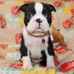 Sunny - Black brindle and white male Boston Terrier puppy in Brooksville, Florida from Delamorés Pups