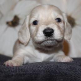 Moose - Cream male Dachshund puppy in Roanoke, Alabama from 3B Doxies