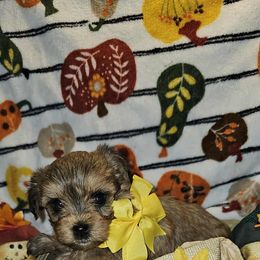 Noel - Gold female Yorkshire Terrier puppy in Richburg, New York from Granny's Poodles