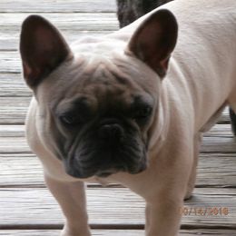 French Bulldog All Grown Up from Undeniabull French Bulldogs
