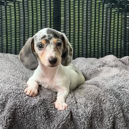 Mo - Dapple male Dachshund puppy in Choccolocco, Alabama from Ace’s Doxies