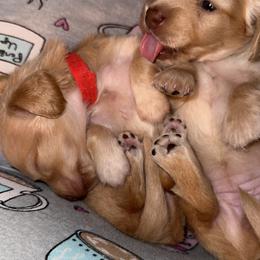 Dachshund Puppies from Hillside Hounds