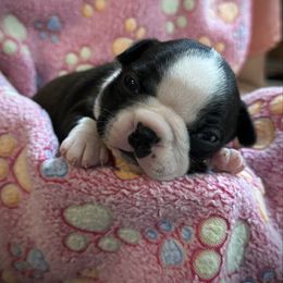 Yellow - Seal and white female Boston Terrier puppy in Philippi, West Virginia from Benders Boston’s