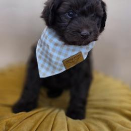 Marshmallow - Chocolate male Goldendoodle puppy in Decatur, Tennessee from Diamond's Doodles