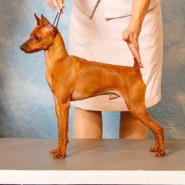 Miniature Pinscher Puppies from Hat Trick Miniature Pinschers
