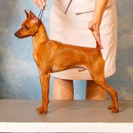 Miniature Pinscher Puppies from Hat Trick Miniature Pinschers