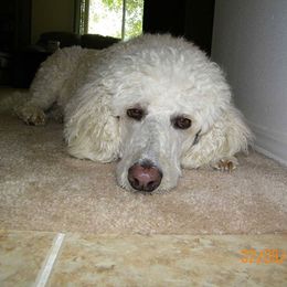 Poodle Puppies from Magnificent Standards