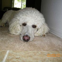 Poodle Puppies from Magnificent Standards